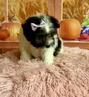 Lulu, a female Maltipoo for sale in Ripley, MS – 2 of 10