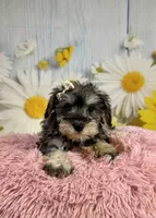 Bree, a female Miniature Schnauzer for sale in Ripley, MS – 9 of 10