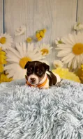 Jack, a male Jack Russell Terrier for sale in Ripley, MS – 5 of 8