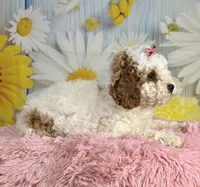 Willow, a female Cavapoo for sale in Ripley, MS – 6 of 10