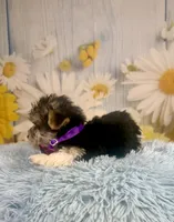 Pac-Man, a male Yorkshire Terrier for sale in Ripley, MS – 3 of 10