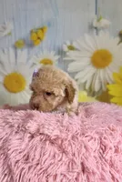 Jess, a female Poochon for sale in Ripley, MS – 2 of 4