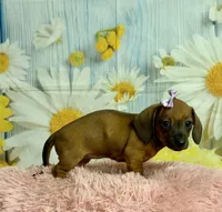 Peaches, a female Miniature Dachshund for sale in Ripley, MS – 3 of 10