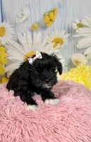 Kate, a female Miniature Schnauzer for sale in Ripley, MS – 7 of 10