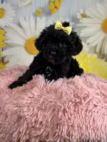 Lady, a female Miniature Aussiedoodle for sale in Ripley, MS – 8 of 8