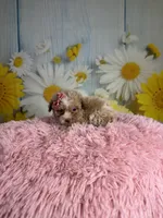 Emma, a female Poochon for sale in Ripley, MS – 6 of 8