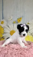 Nala, a female Miniature Schnauzer for sale in Ripley, MS – 4 of 8