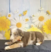 Shep, a male Australian Shepherd for sale in Ripley, MS – 3 of 3