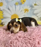 Sally, a female Beagle for sale in Ripley, MS – 6 of 8