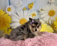 Sadie, a female Pomeranian for sale in Ripley, MS – 5 of 10