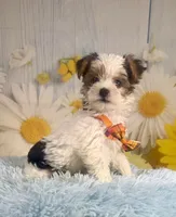 Jasper, a male Yorkshire Terrier for sale in Ripley, MS – 7 of 10