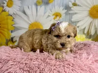 Meadow , a female Shihpoo for sale in Ripley, MS – 5 of 8
