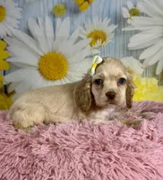 Harper, a female Cocker Spaniel for sale in Ripley, MS – 5 of 9