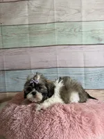 Sybil, a female Shih Tzu for sale in Ripley, MS – 3 of 7
