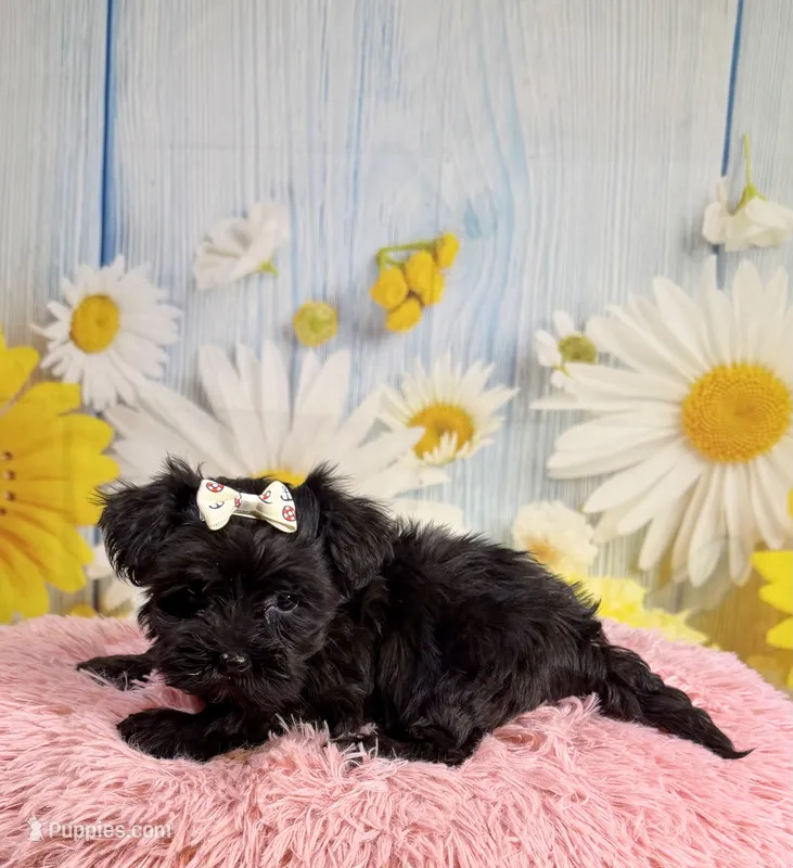 Minnie – Morkie puppy for sale in Ripley, MS