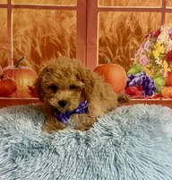 Ben, a male Cavapoo for sale in Ripley, MS – 4 of 8