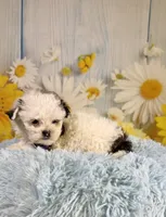 Charles, a male Shihpoo for sale in Ripley, MS – 8 of 8