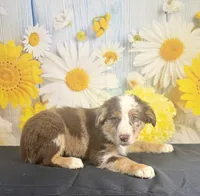 Shep, a male Australian Shepherd for sale in Ripley, MS – 2 of 3