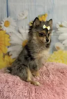 Millie, a female Pomeranian for sale in Ripley, MS – 10 of 10