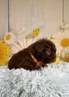 Winston, a male Poodle - Toy  and Poodle - Miniature  for sale in Ripley, MS – 5 of 8