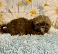 Hank, a male Shih Tzu for sale in Ripley, MS – 5 of 10