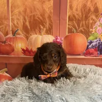 Bear, a male Miniature Dachshund for sale in Ripley, MS – 4 of 8