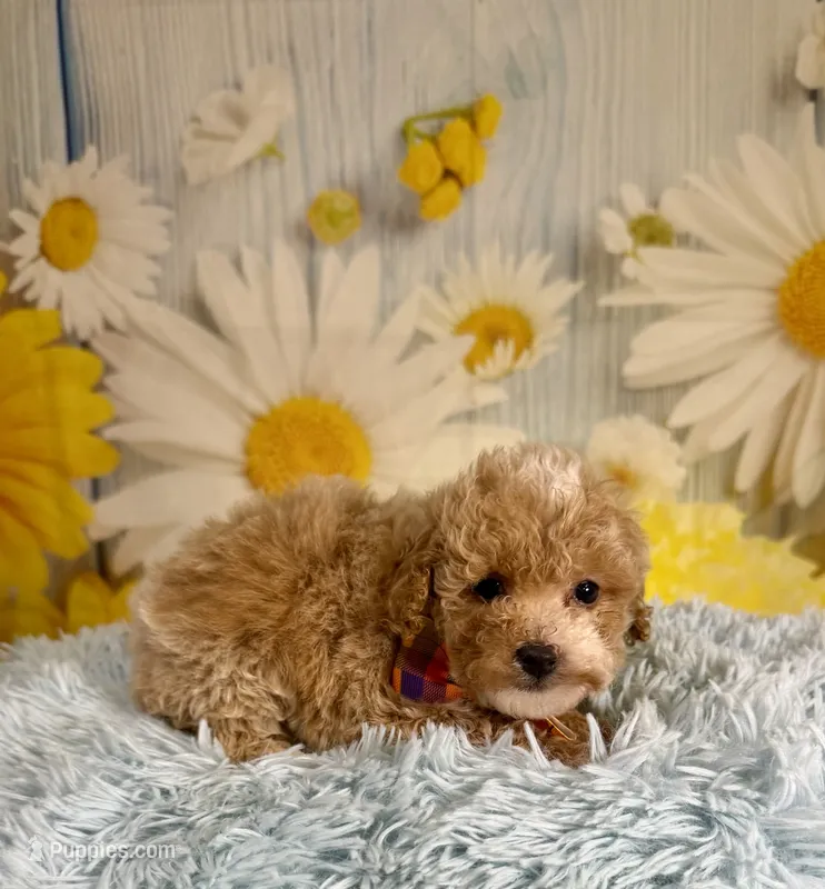 Enzo – Poochon puppy for sale in Ripley, MS