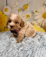 Ozzy, a male Poochon for sale in Ripley, MS – 4 of 9