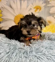 Tucker, a male Morkie for sale in Ripley, MS – 9 of 10