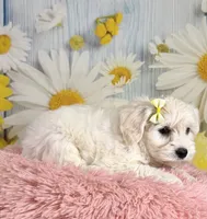 Shiloh , a female Miniature Schnauzer for sale in Ripley, MS – 4 of 10