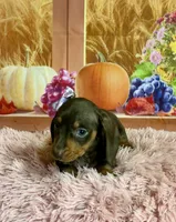 Tippy, a female Miniature Dachshund for sale in Ripley, MS – 2 of 6