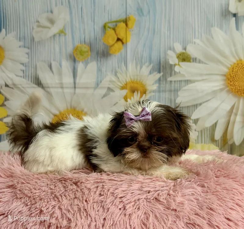 Rylee – Shih Tzu puppy for sale in Ripley, MS