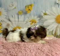 Rylee, a female Shih Tzu for sale in Ripley, MS – 1 of 10