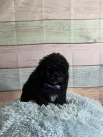 Pepper, a male Maltipoo for sale in Ripley, MS – 8 of 10