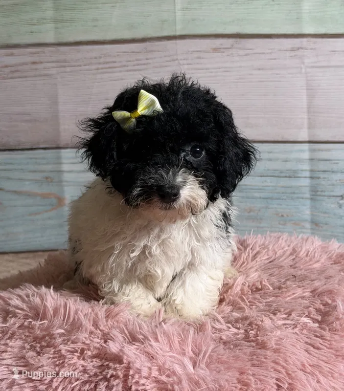Cookie – Poodle - Toy  puppy for sale in Ripley, MS