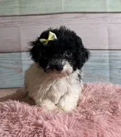 Cookie, a female Poodle - Toy  for sale in Ripley, MS – 1 of 7