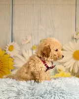 Finn, a male Miniature Goldendoodle for sale in Ripley, MS – 9 of 10