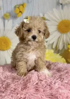 Honey , a female Poodle - Toy  for sale in Ripley, MS – 8 of 10