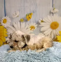 Odie, a male Miniature Schnauzer for sale in Ripley, MS – 5 of 8