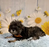 Clark, a male Miniature Schnauzer for sale in Ripley, MS – 6 of 10