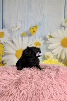 Lulu, a female Morkie for sale in Ripley, MS – 9 of 10