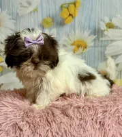 Rylee, a female Shih Tzu for sale in Ripley, MS – 7 of 10