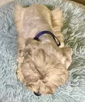 Odie, a male Miniature Schnauzer for sale in Ripley, MS – 7 of 8