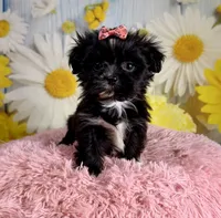 Roxie, a female Pekingese and Shih Tzu for sale in Ripley, MS – 7 of 7