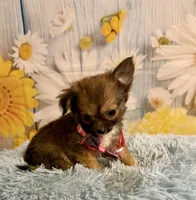     Chip, a male Chihuahua for sale in Ripley, MS – 1 of 8