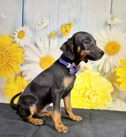 Tux, a male Chihuahua and Miniature Dachshund for sale in Ripley, MS – 3 of 5