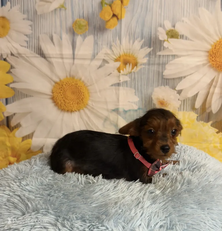 JayJay – Yorkipoo puppy for sale in Ripley, MS