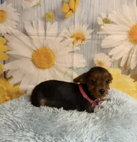 JayJay, a male Yorkipoo for sale in Ripley, MS – 1 of 3