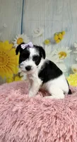 Nala, a female Miniature Schnauzer for sale in Ripley, MS – 5 of 8
