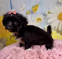Roxie, a female Pekingese and Shih Tzu for sale in Ripley, MS – 3 of 7
